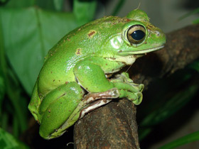 Фото White-lipped tree frog