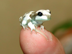 Фото Amazonian milk frog