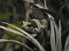 Фото Amazonian milk frog
