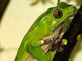 Фото Bicoloured tree-frog