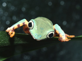 Фото Barred leaf frog