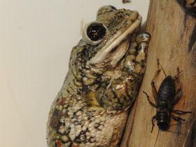 Фото Black-spotted casque-headed tree frog