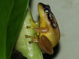 Фото African sedge frog