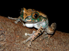 Фото Big-eyed tree frog