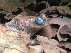 Фото Big-eyed tree frog