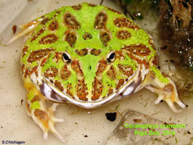 Фото Cranwell's horned frog
