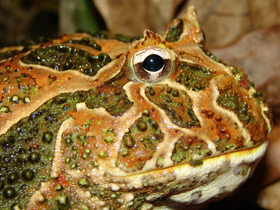 Фото Cranwell's horned frog