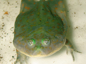 Фото Budgett's frog