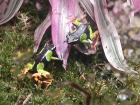 Фото Baron's mantella