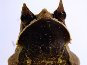 Фото Long-nosed horned frog
