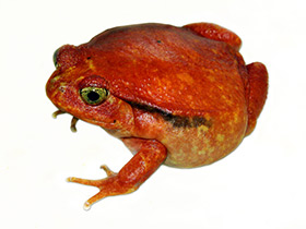 Фото Madagascar tomato frog