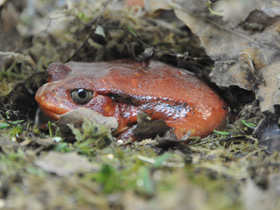Фото False tomato frog