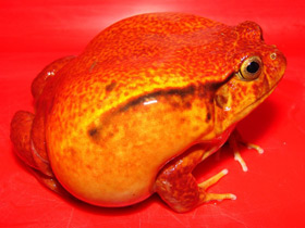 Фото False tomato frog