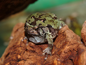 Фото Green burrowing frog