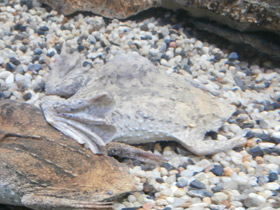 Фото Common Suriname toad