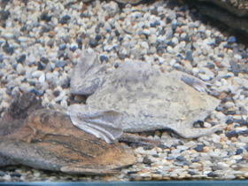 Фото Common Suriname toad