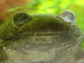 Фото Гладкая шпорцевая лягушка