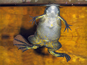 Фото African clawed frog