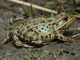 Фото Northern leopard frog