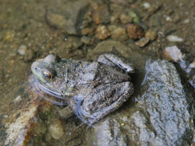 Фото Green frog