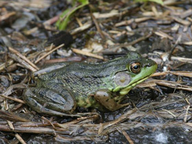 Фото Green frog