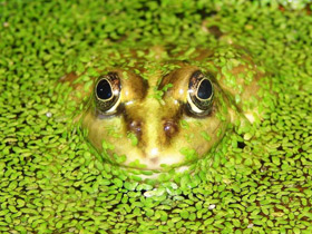 Фото Marsh frog