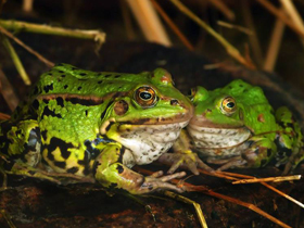 Фото Marsh frog