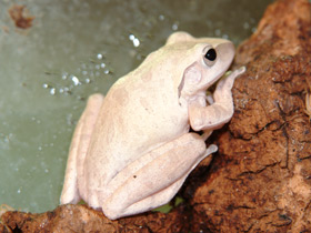 Фото Dark-eared Tree Frog