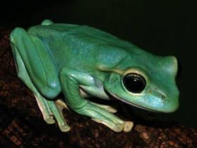 Фото Fea's (Giant) Treefrog