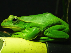 Фото Fea's (Giant) Treefrog