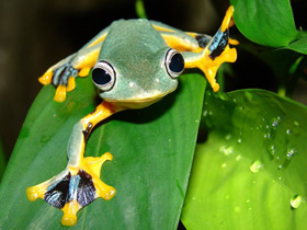 Фото Black-webbed tree frog