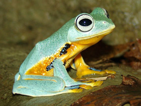 Фото Black-webbed tree frog