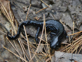 Фото Blue-spotted salamander