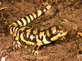 Фото Tiger salamander