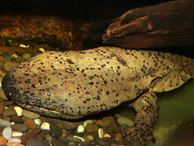 Фото Chinese giant salamander