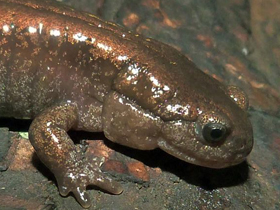 Фото Siberian salamander