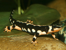 Фото Tritón punteado de Kaiser