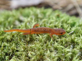 Фото Eastern newt