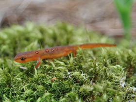 Фото Eastern newt