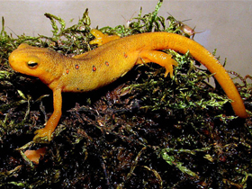 Фото Eastern newt