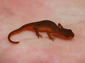 Фото Eastern newt