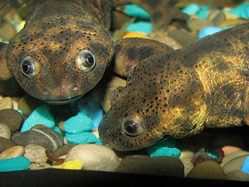 Фото Iberian ribbed newt