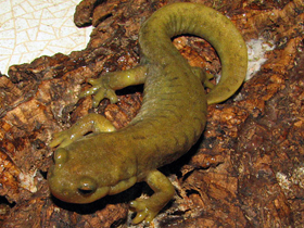 Фото Central Asian salamander