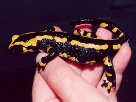 Фото Fire salamander
