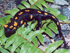 Фото Salamandra común