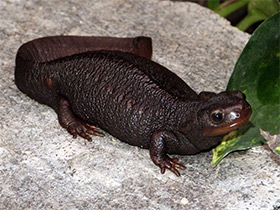 Фото Tritón cocodrilo