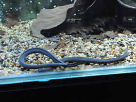 Фото Rubber eel