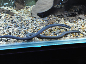 Фото Rubber eel