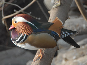 Фото Mandarin duck