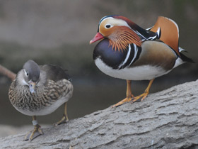 Фото Mandarin duck
